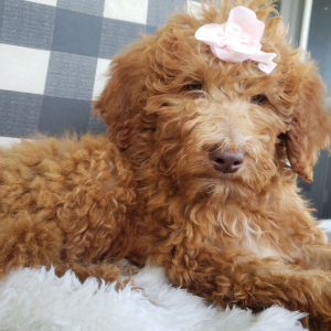 Goldendoodle Puppy Margorie
