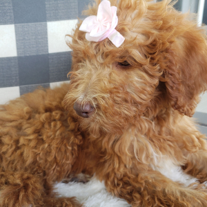Goldendoodle Puppy Margorie