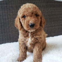 Goldendoodle Puppy Samantha