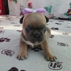French Bulldog Puppy Promise