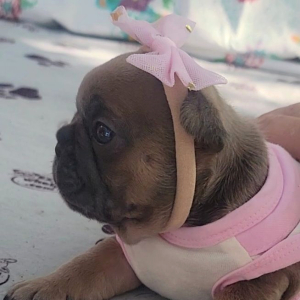 French Bulldog Puppy Promise
