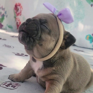 French Bulldog Puppy Promise