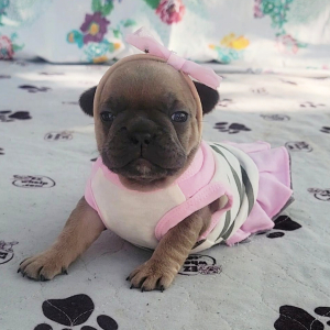 French Bulldog Puppy Promise