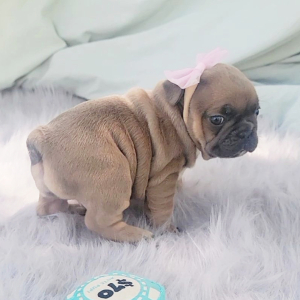 French Bulldog Puppy Promise