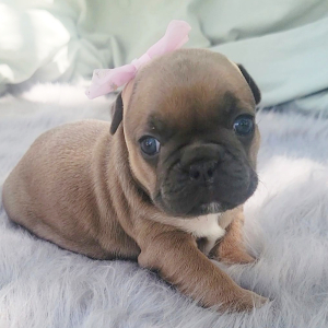French Bulldog Puppy Promise