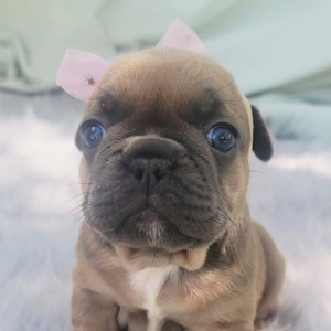 French Bulldog Puppy Promise