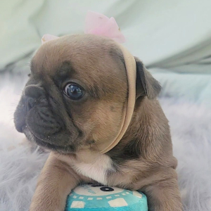 French Bulldog Puppy Promise