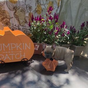 French Bulldog Puppy Promise