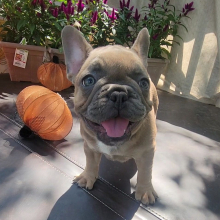 French Bulldog Puppy Promise