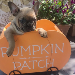 French Bulldog Puppy Promise