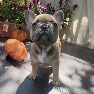 French Bulldog Puppy Promise