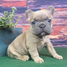 French Bulldog Puppy Frosty