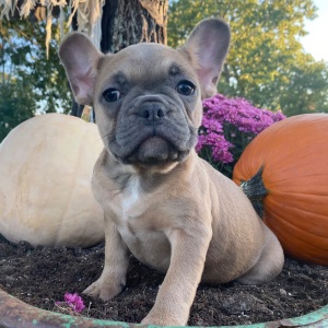 French Bulldog Puppy Frosty