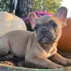 French Bulldog Puppy Frosty
