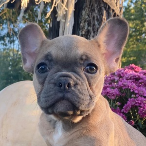 French Bulldog Puppy Frosty