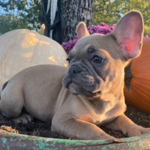 French Bulldog Puppy Frosty