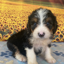 Bernedoodle Puppy Belinda