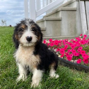 Bernedoodle Puppy Belinda
