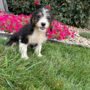 Bernedoodle Puppy Belinda