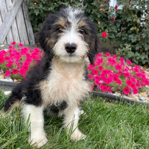 Bernedoodle Puppy Belinda