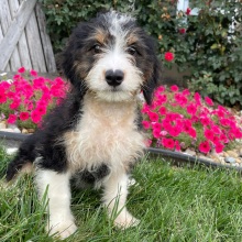 Bernedoodle Puppy Belinda