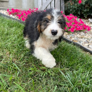 Bernedoodle Puppy Belinda