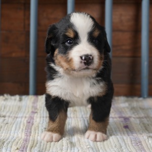 Bernese Mountain Dog Puppy Summer