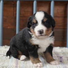 Bernese Mountain Dog Puppy Summer