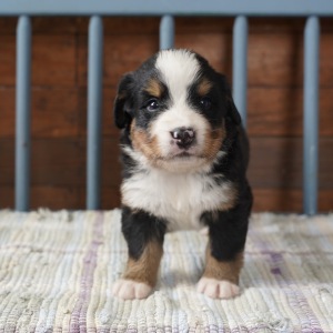 Bernese Mountain Dog Puppy Summer
