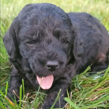Goldendoodle Puppy Dee