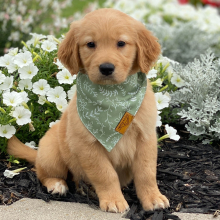 Golden Retriever Puppy Rome