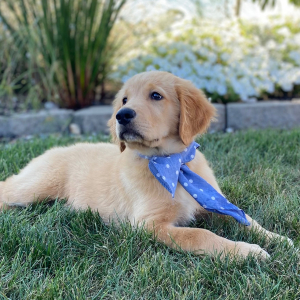 Golden Retriever Puppy Rome