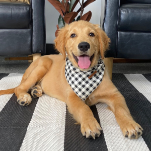 Golden Retriever Puppy Rome