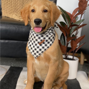 Golden Retriever Puppy Rome