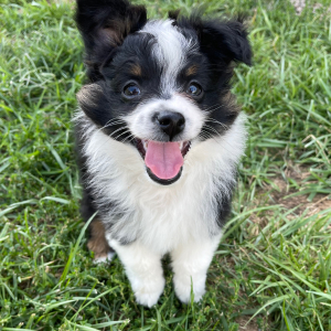Australian Shepherd Puppy Asher