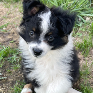 Australian Shepherd Puppy Asher