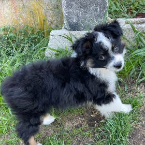 Australian Shepherd Puppy Asher