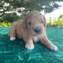 Goldendoodle Puppy Miley