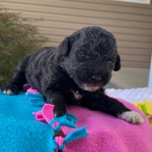 Goldendoodle Puppy Ned
