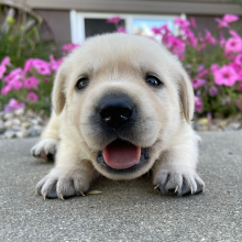 Labrador Retriever Puppy Lacey