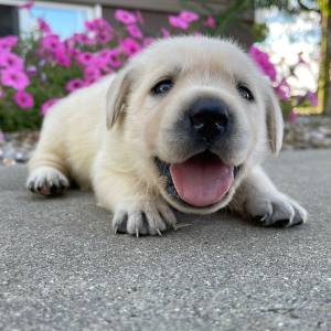 Labrador Retriever Puppy Lacey