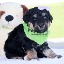 Bernedoodle Puppy Penelope