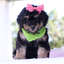 Bernedoodle Puppy Penelope