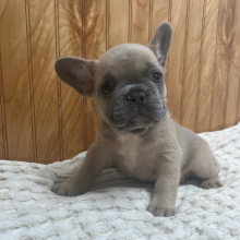 French Bulldog Puppy Clifford
