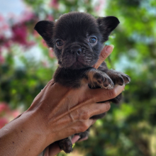 French Bulldog Puppy Fluffy Teddy