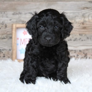 Cockapoo Puppy Tucker