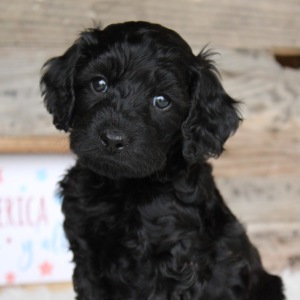 Cockapoo Puppy Tucker