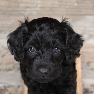 Cockapoo Puppy Tucker
