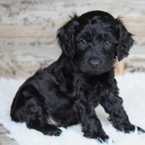 Cockapoo Puppy Tucker