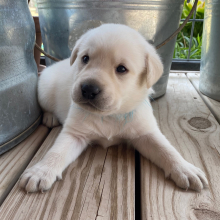 Labrador Retriever Puppy Phil